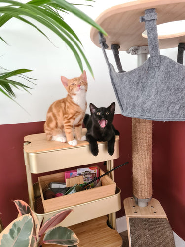 Foto van onze katten Kiwi & Aussie, goede doel blog